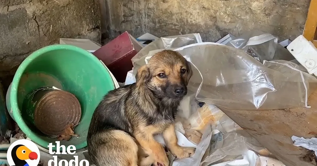 Kind Man Rescues and Reunites Three Lost Stray Puppy Siblings