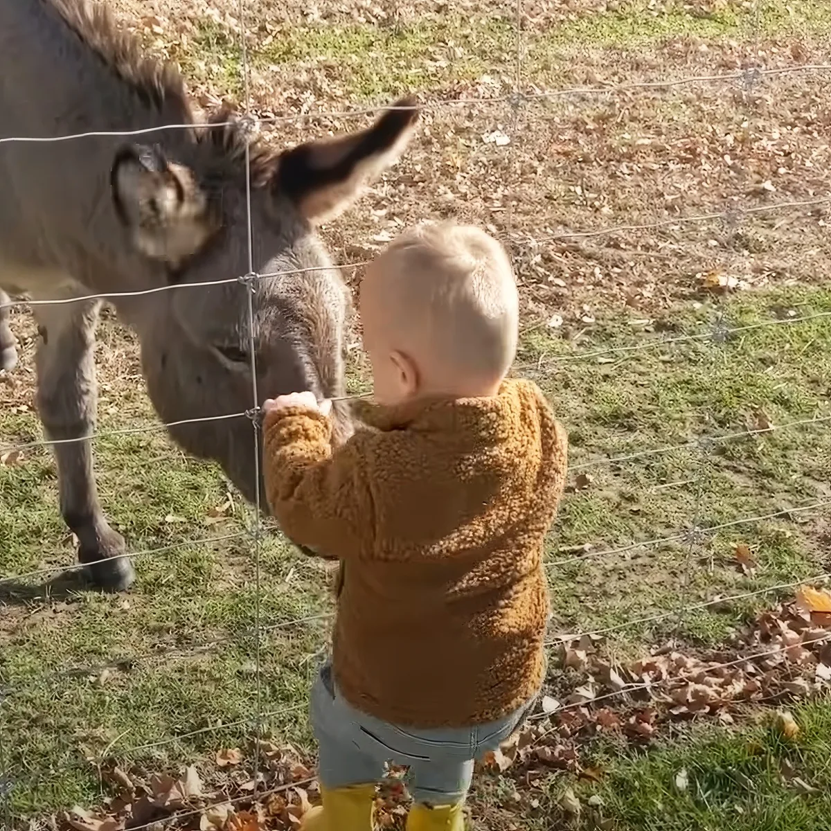 Donkey with baby