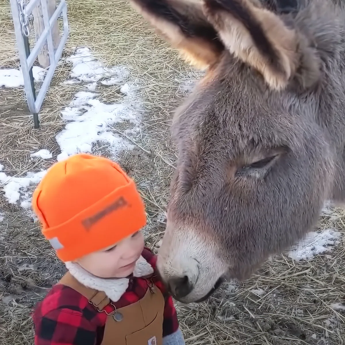 Donkey with baby