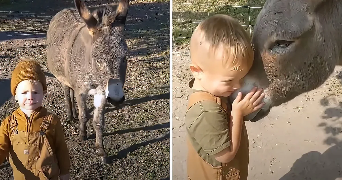 Adorable Donkey Follows Little Human Brother Everywhere