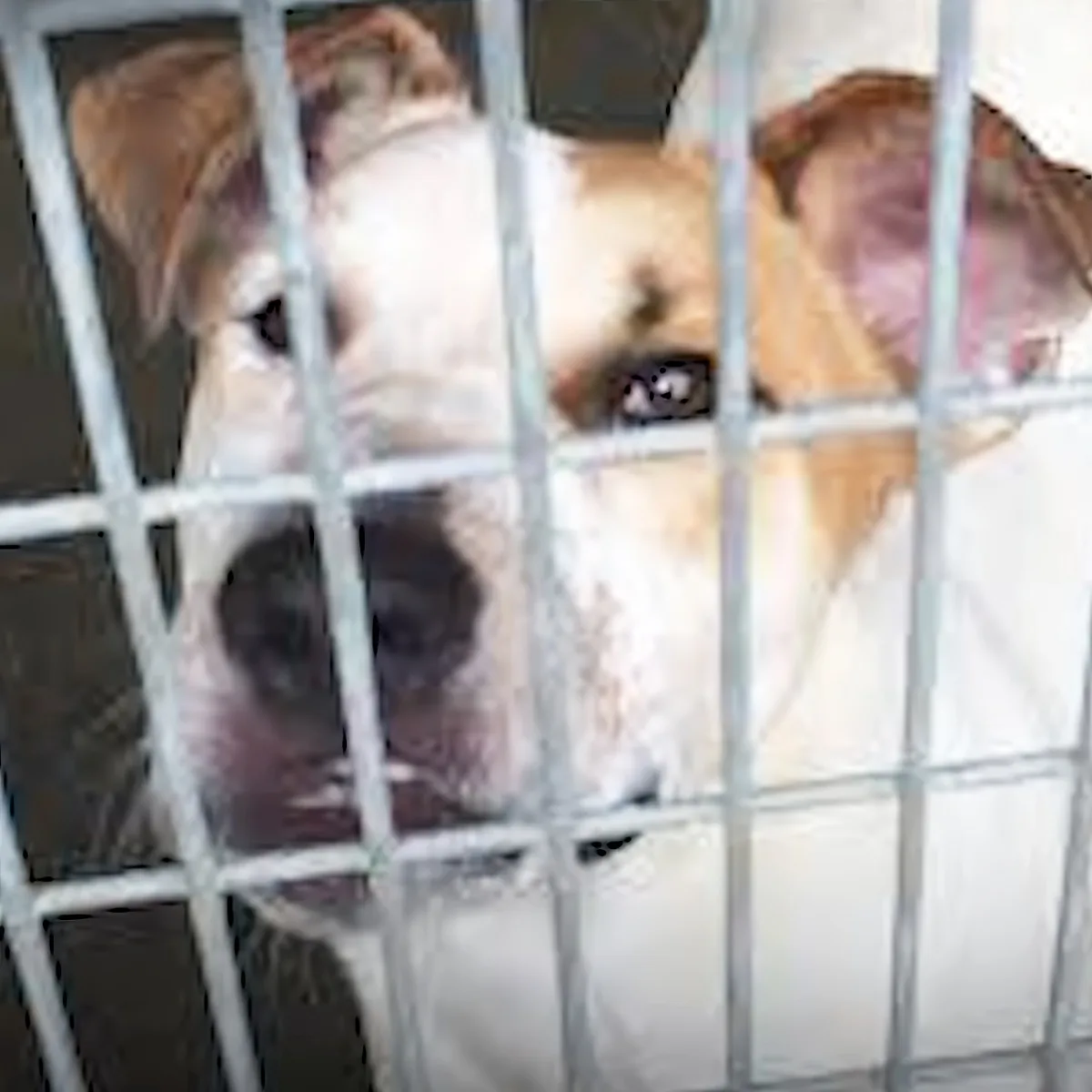 A beagle dog is inside a metal cage, looking out with a sad expression.