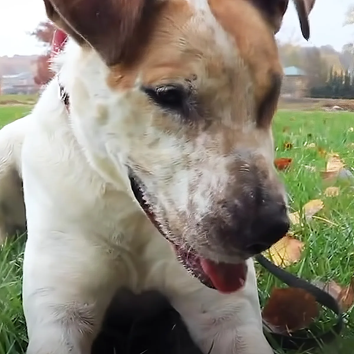 A happy dog with a white and brown coat sits in grass, tongue out, looking content.