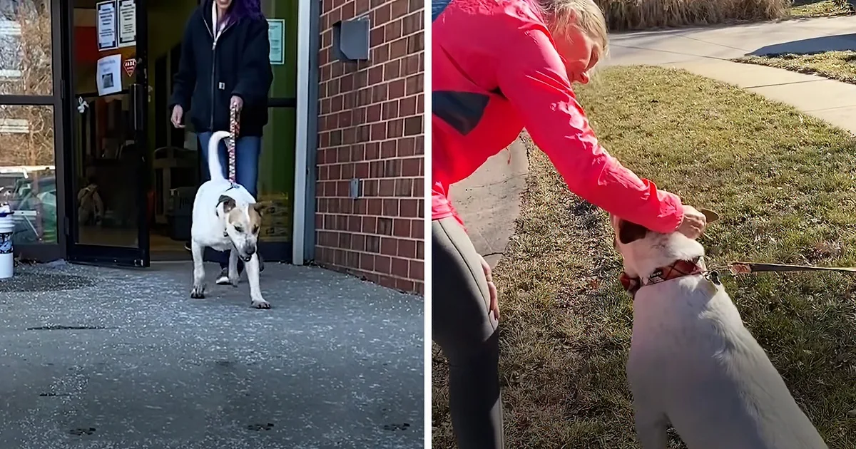 Sweet Dog Finally Finds New Home After 5 Years in Shelter