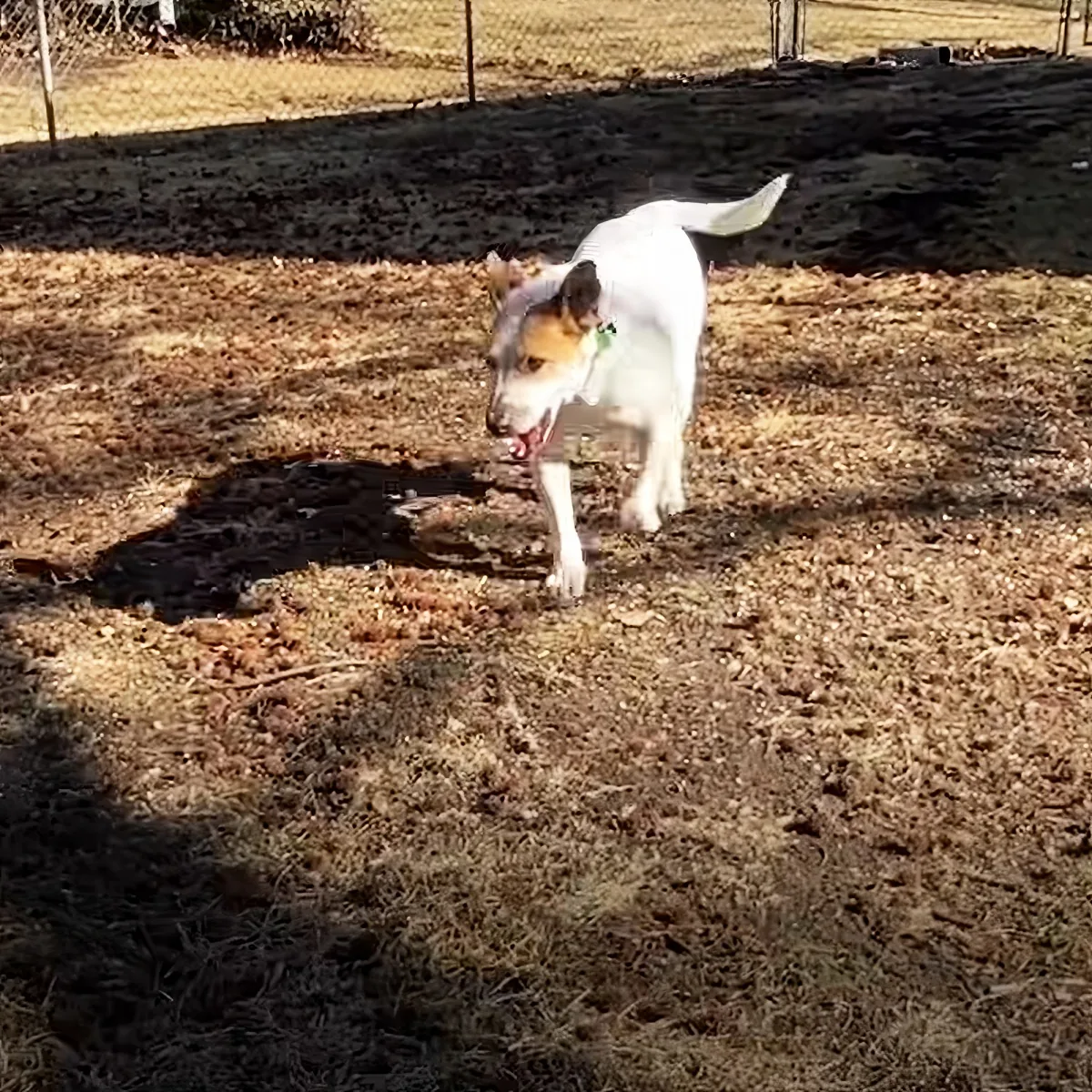 A white dog with brown patches stands in a patch of dirt, its mouth open, in a fenced yard.