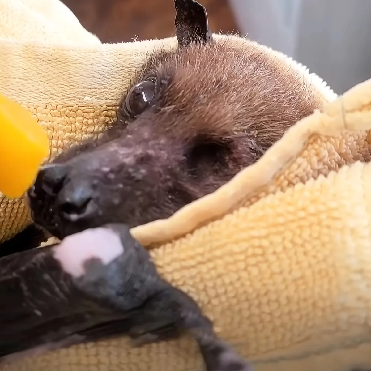 A baby bat is resting on a yellow blanket, drinking from a bottle.