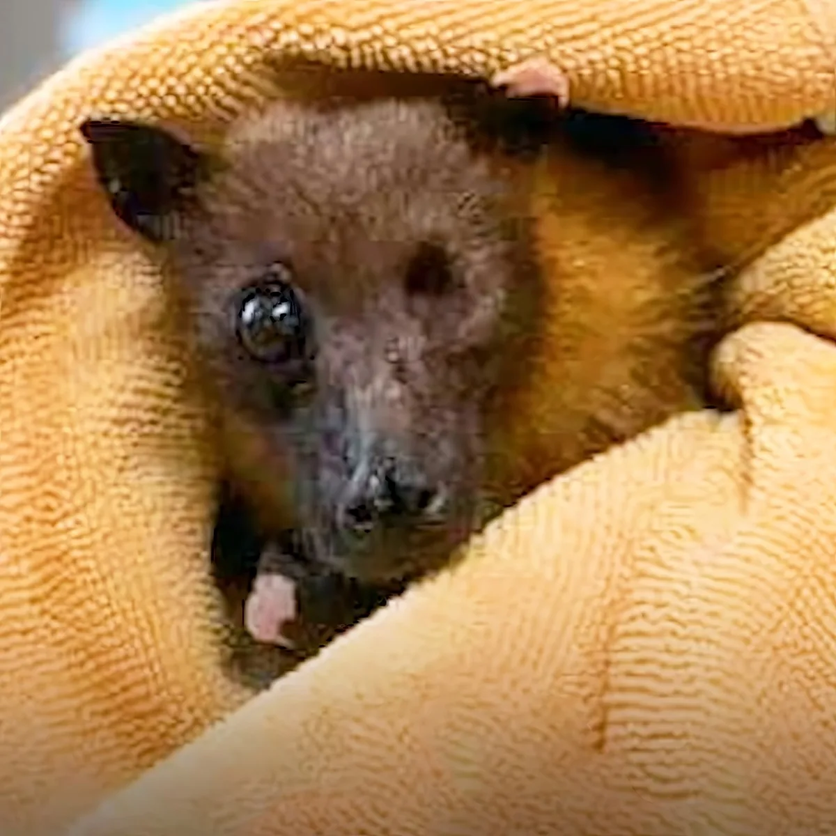 A small bat with brown fur and large eyes is nestled in a yellow blanket.