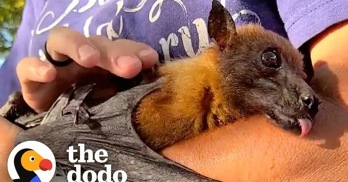 Senior Bat Gets Happy and Peaceful Retirement at New Home