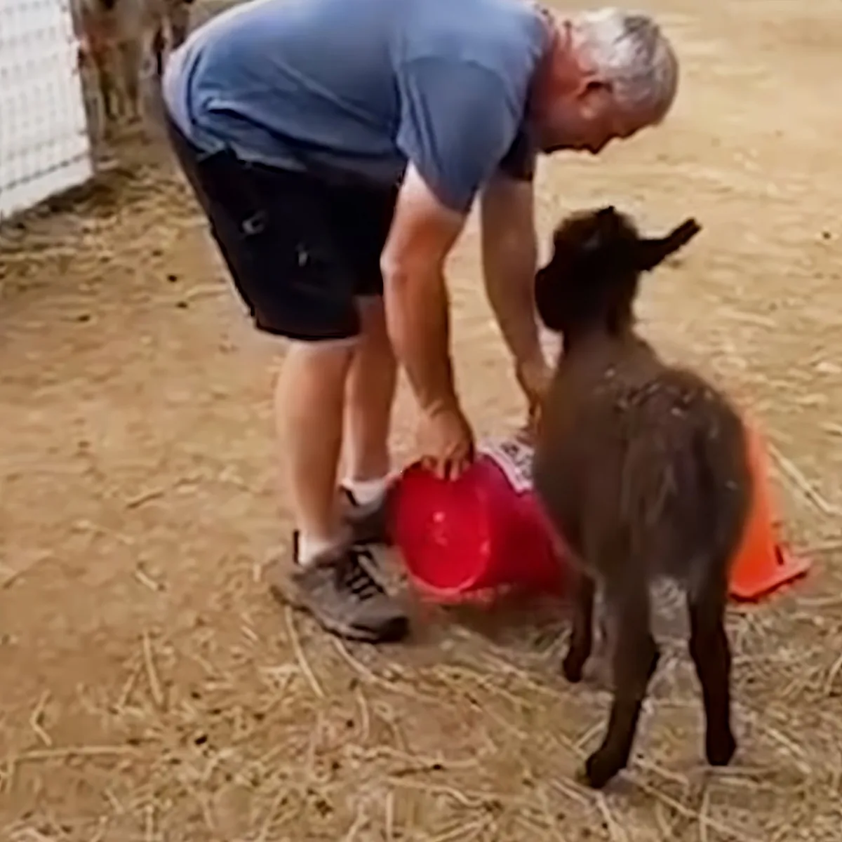 A man bends down to feed a small, dark-colored animal from a red bucket on a straw-covered ground.