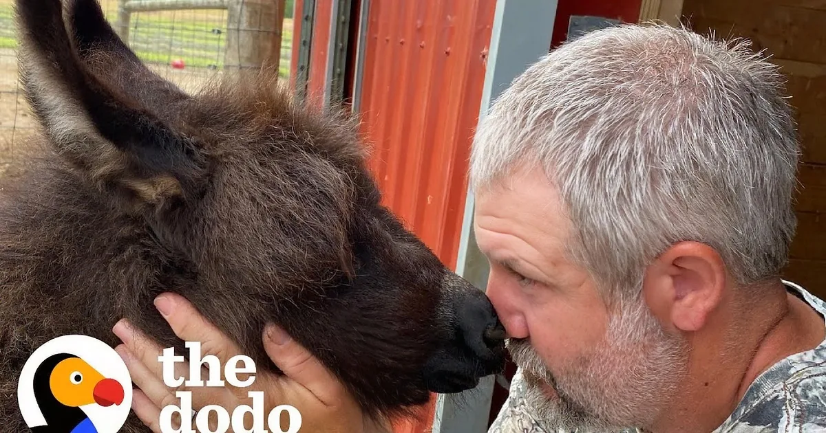 Baby Donkey Loves to Kick Dad for Attention, Gets Kisses in Return