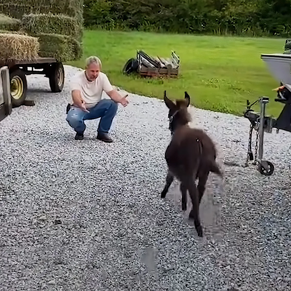 A man kneels on gravel, gesturing towards a donkey walking towards him.
