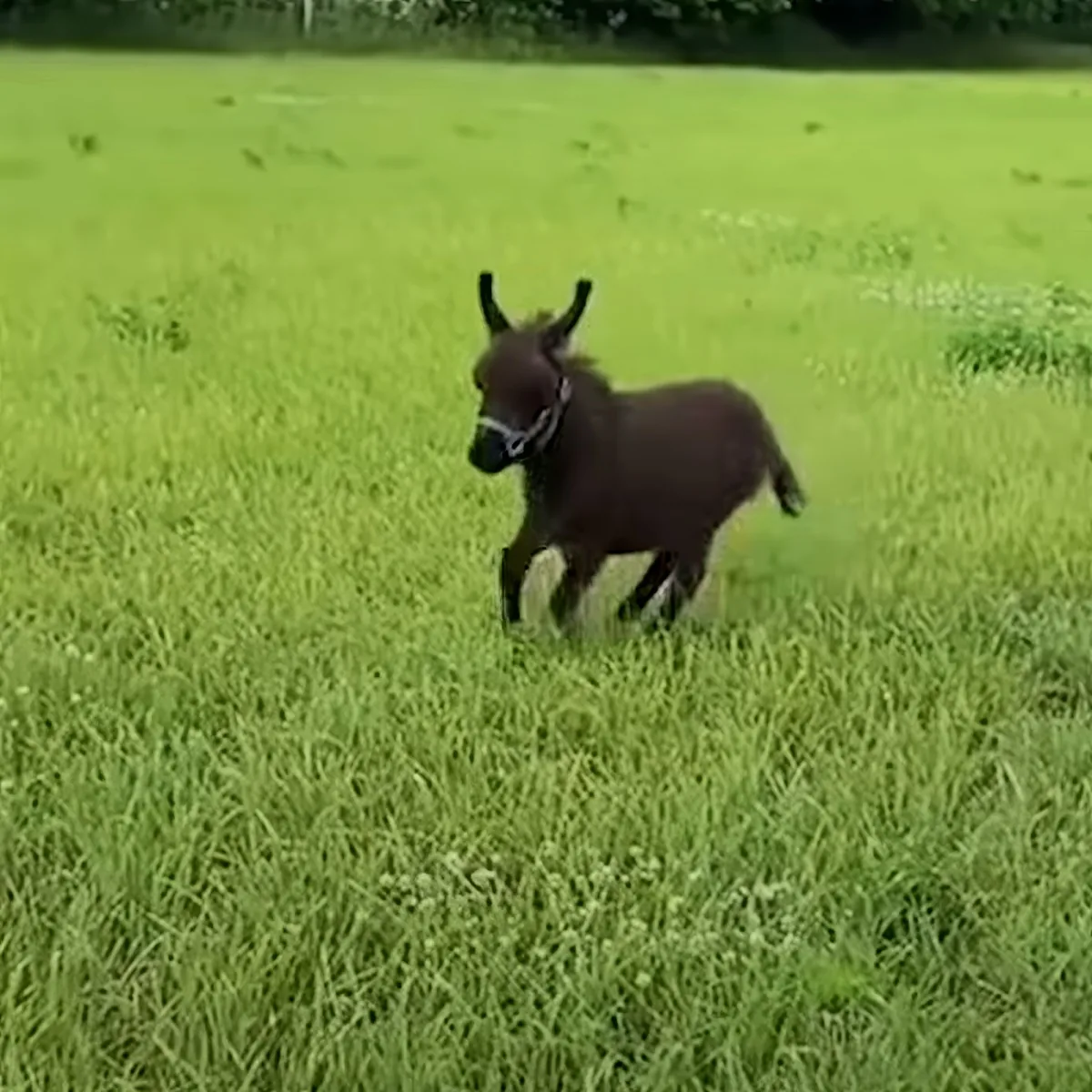 A small donkey with a bridle runs across a lush green field.