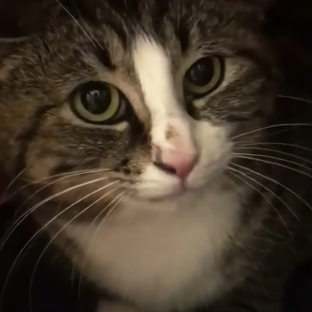 A close-up of a tabby cat with striking green eyes and white fur on its chest.