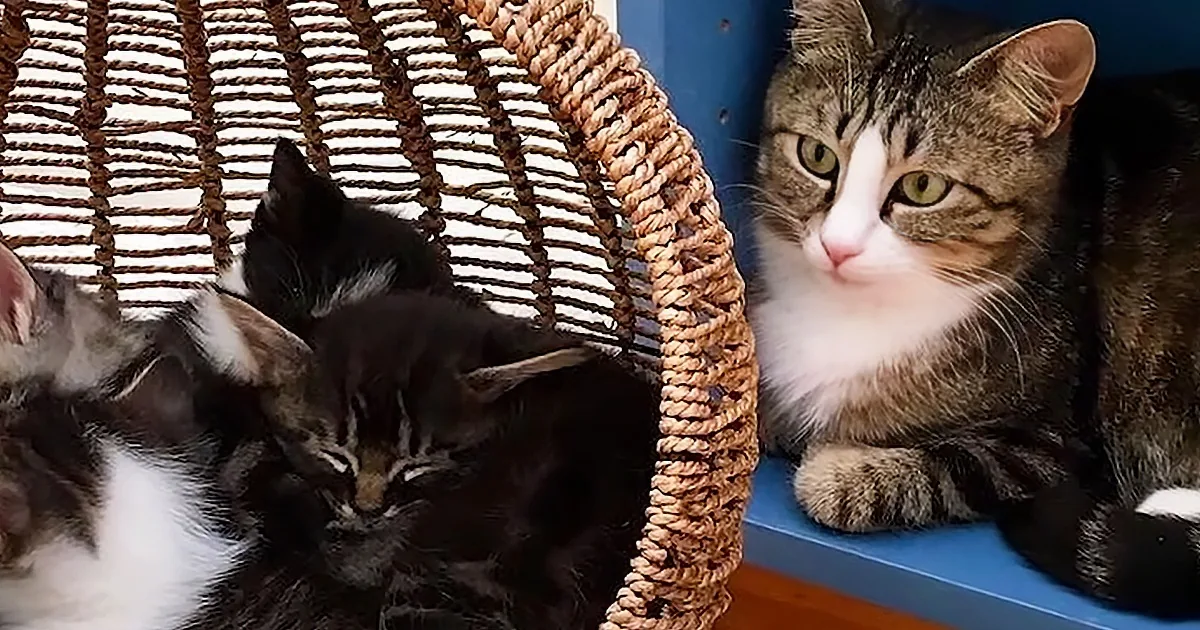 Mama Cat Raises 5 Adorable Kittens With Grandma Cat''s Help