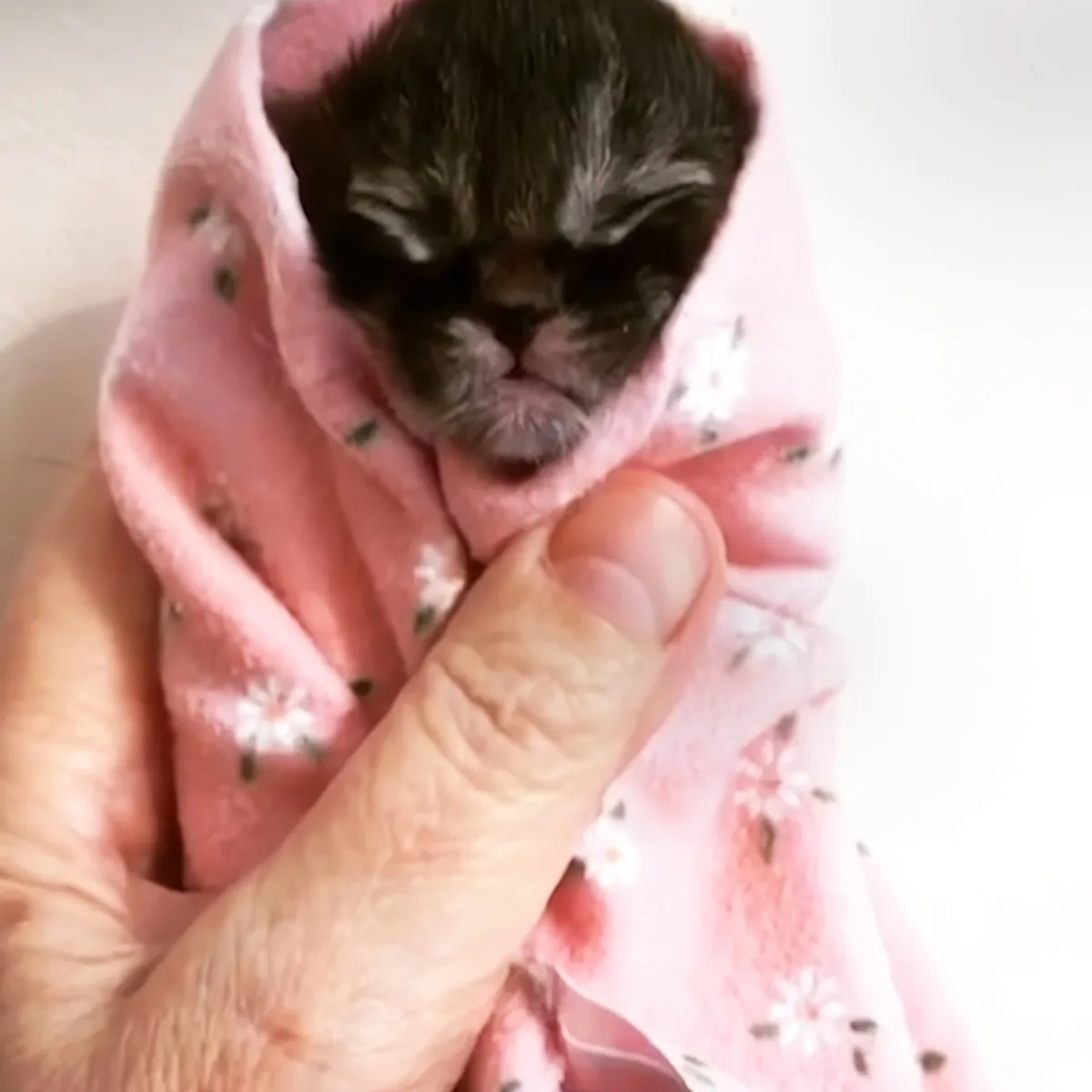 A tiny black kitten, wrapped in a pink cloth with white flowers, rests peacefully in someone's hands.