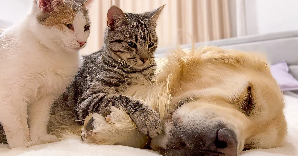 Golden Retriever Just Wants to Sleep, but Kittens Insist on Playing
