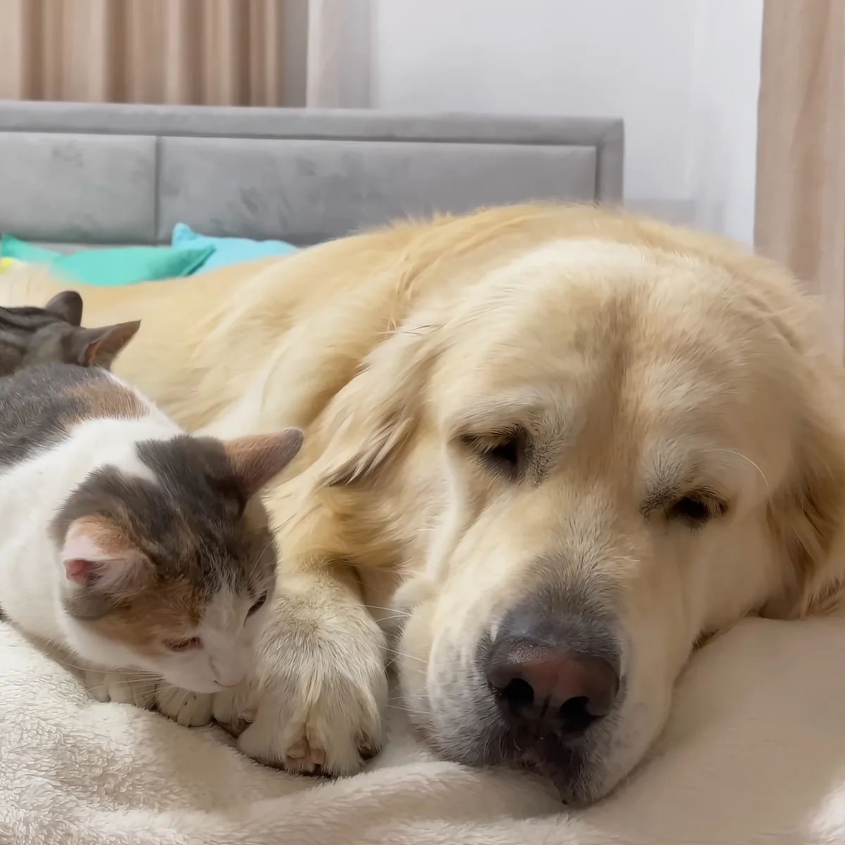 Golden Retriever and kittens