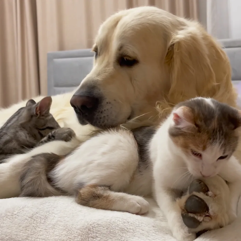 Golden Retriever and kittens