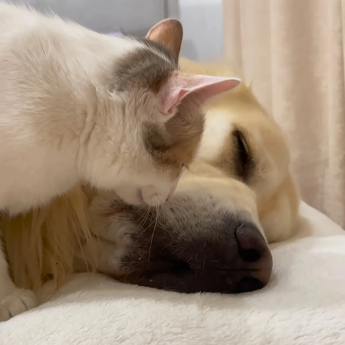 Golden Retriever and kittens