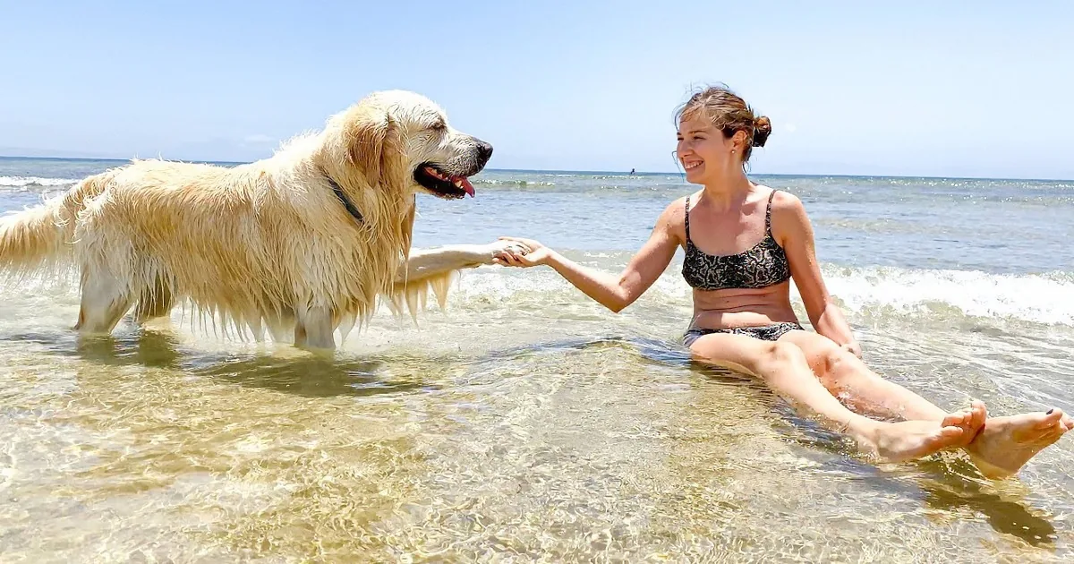 Golden Retriever Has the Time of His Life at the Beach