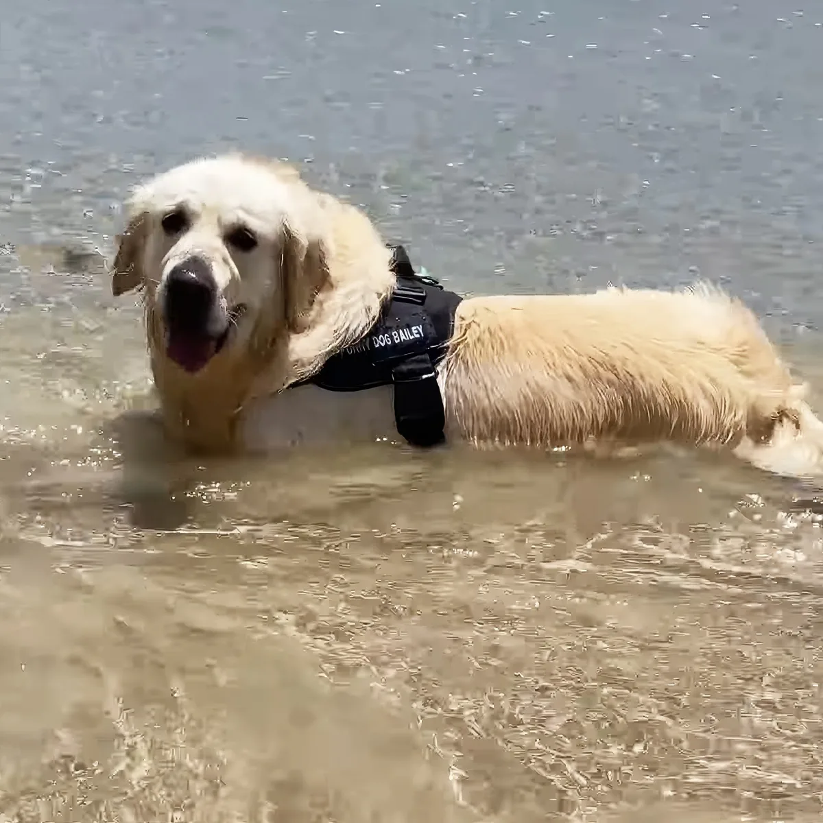 A golden retriever wearing a harness stands in shallow water, tongue out, looking happy.