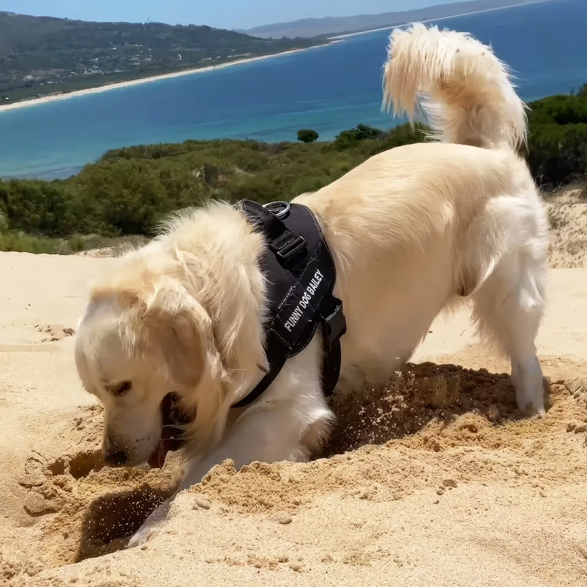 A golden retriever wearing a harness digs in the sand near a scenic beach.