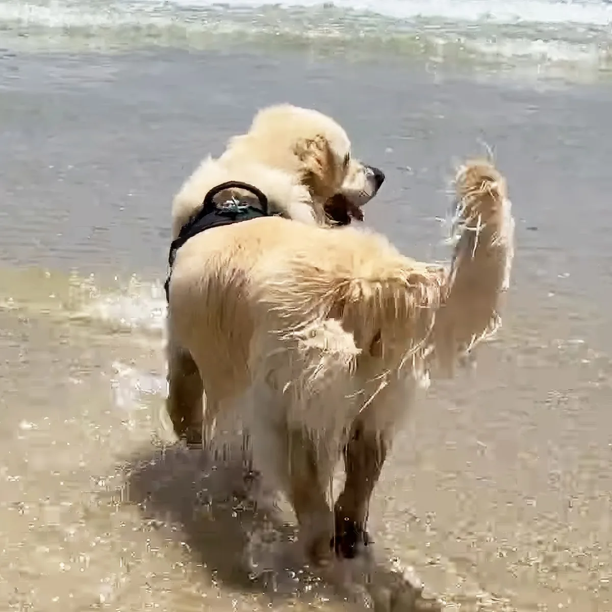 A wet golden retriever wearing a harness stands in shallow water, shaking off sand.