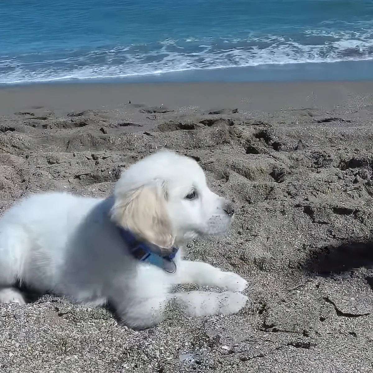 Golden Retriever pup