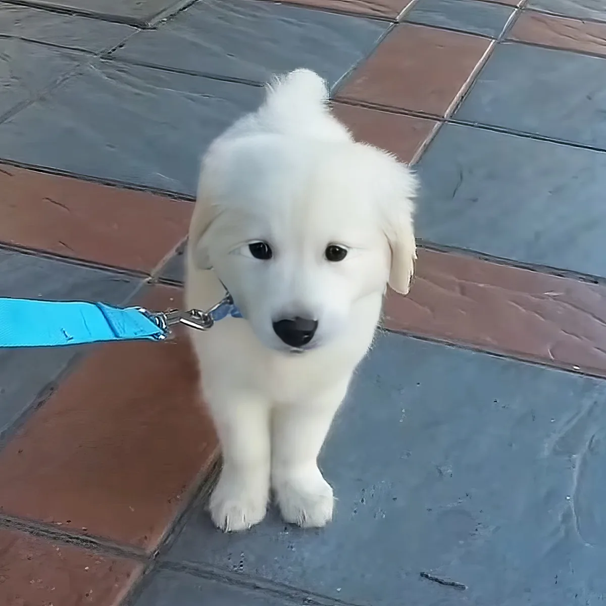 Golden Retriever pup