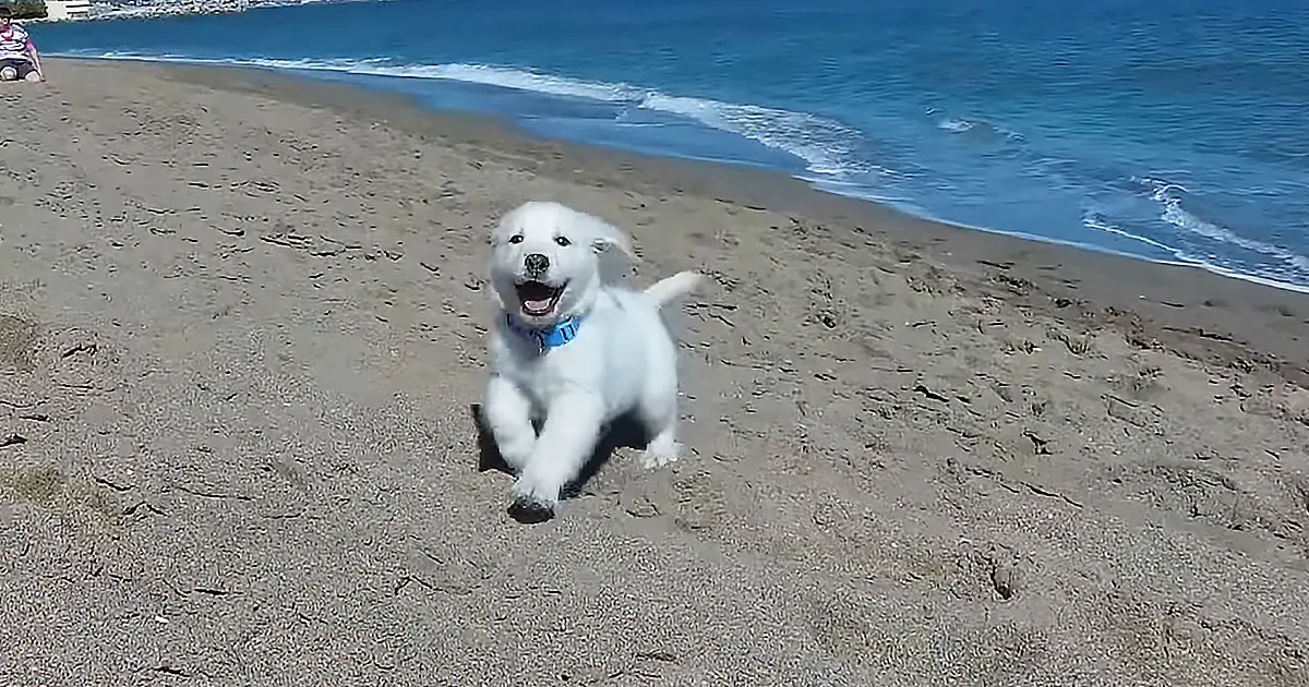 A white puppy with a blue collar runs joyfully on a sandy beach near the ocean.
