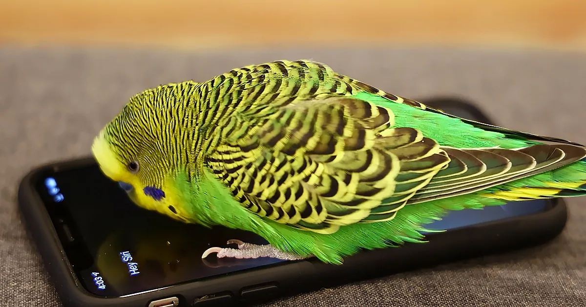 Prolific Parakeet Activates Siri and Practises Conversation Skills