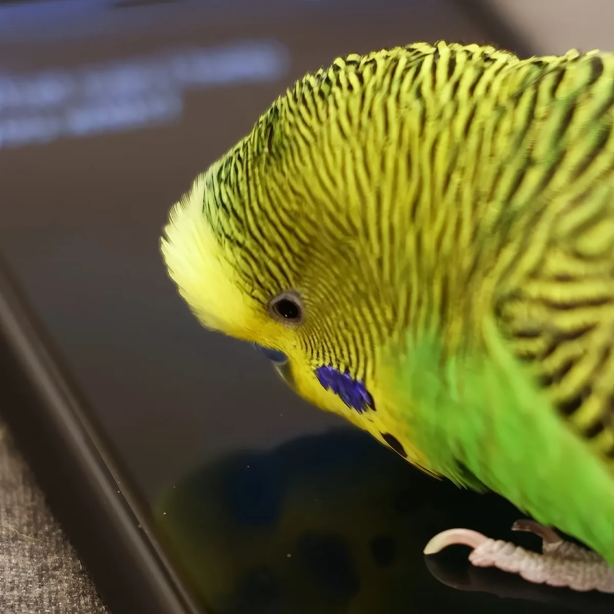 A vibrant yellow and green parakeet with a blue patch on its cheek is perched on a reflective surface.