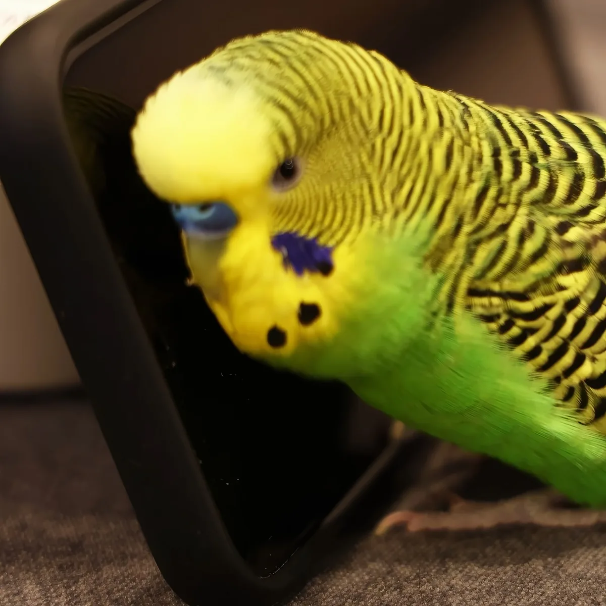 A vibrant yellow and green parakeet with blue markings perches near a black object.