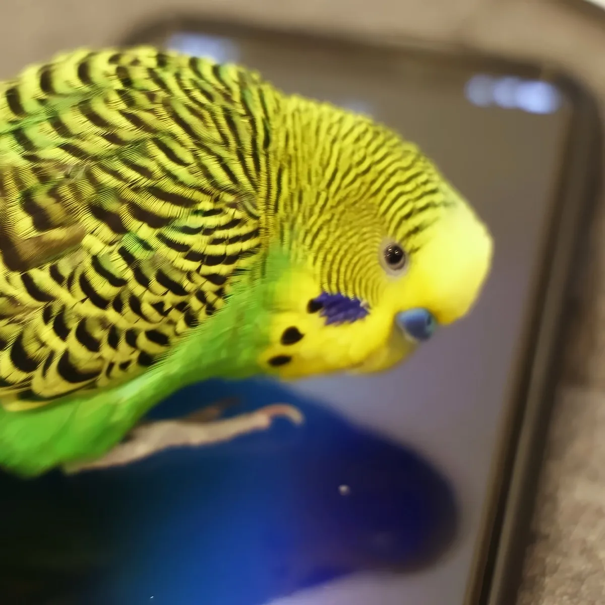 A vibrant yellow and green parakeet with a blue beak is perched on a reflective surface, showing its colorful feathers...