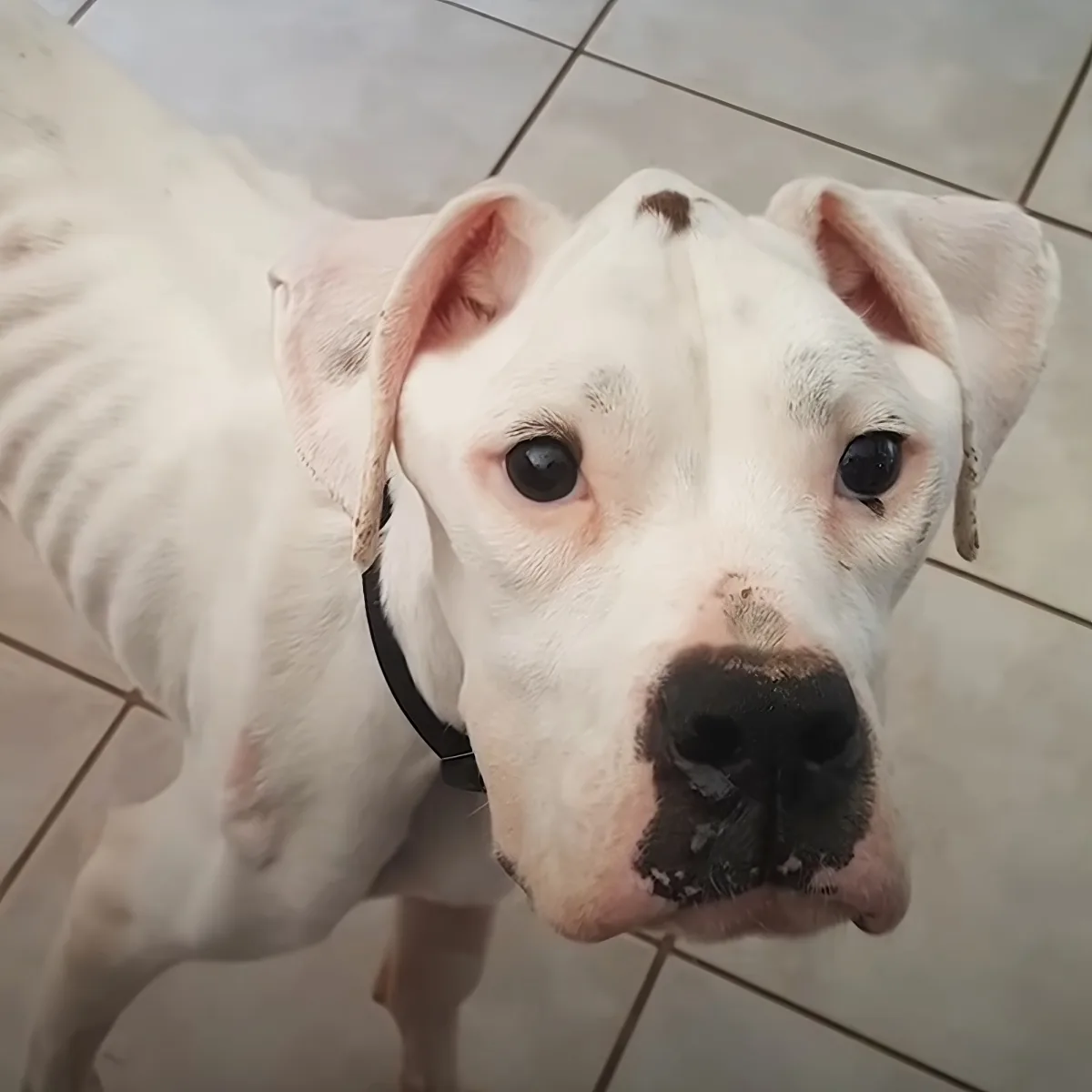 A close-up of a white dog with a black collar, looking up at the camera on a tiled floor.