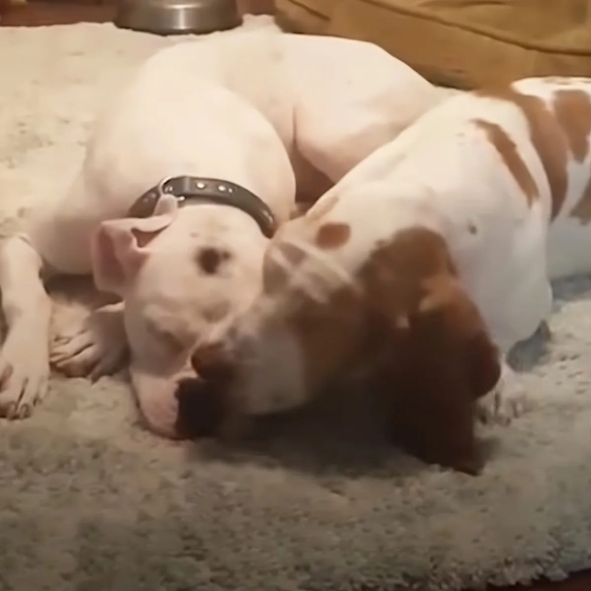 Two white dogs with brown spots are lying on a carpet, one resting its head on the other.