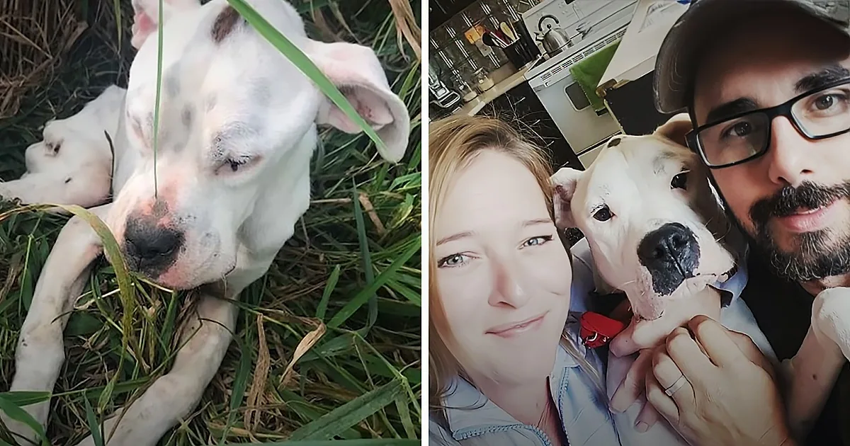 A white dog with black spots is lying on grass, chewing on a stick, while a couple holds the dog in a kitchen.