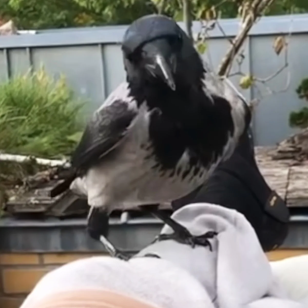 A crow perched on a person's shoulder, with a blurred background of greenery and a fence.