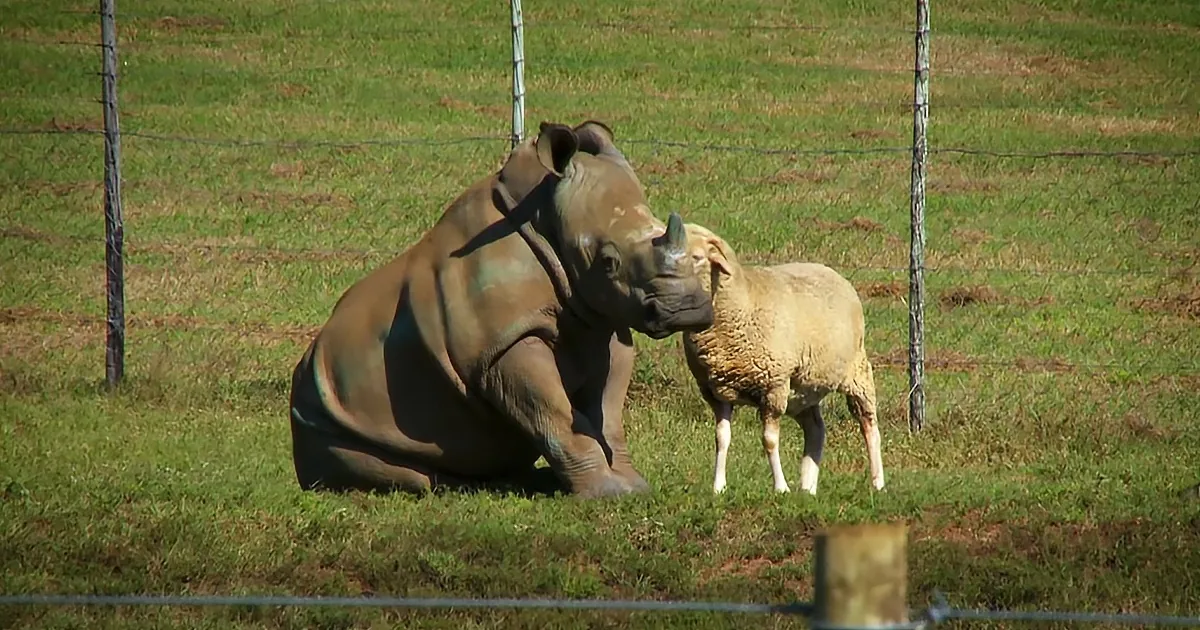 A rhinoceros and a sheep are standing close to each other in a grassy field.