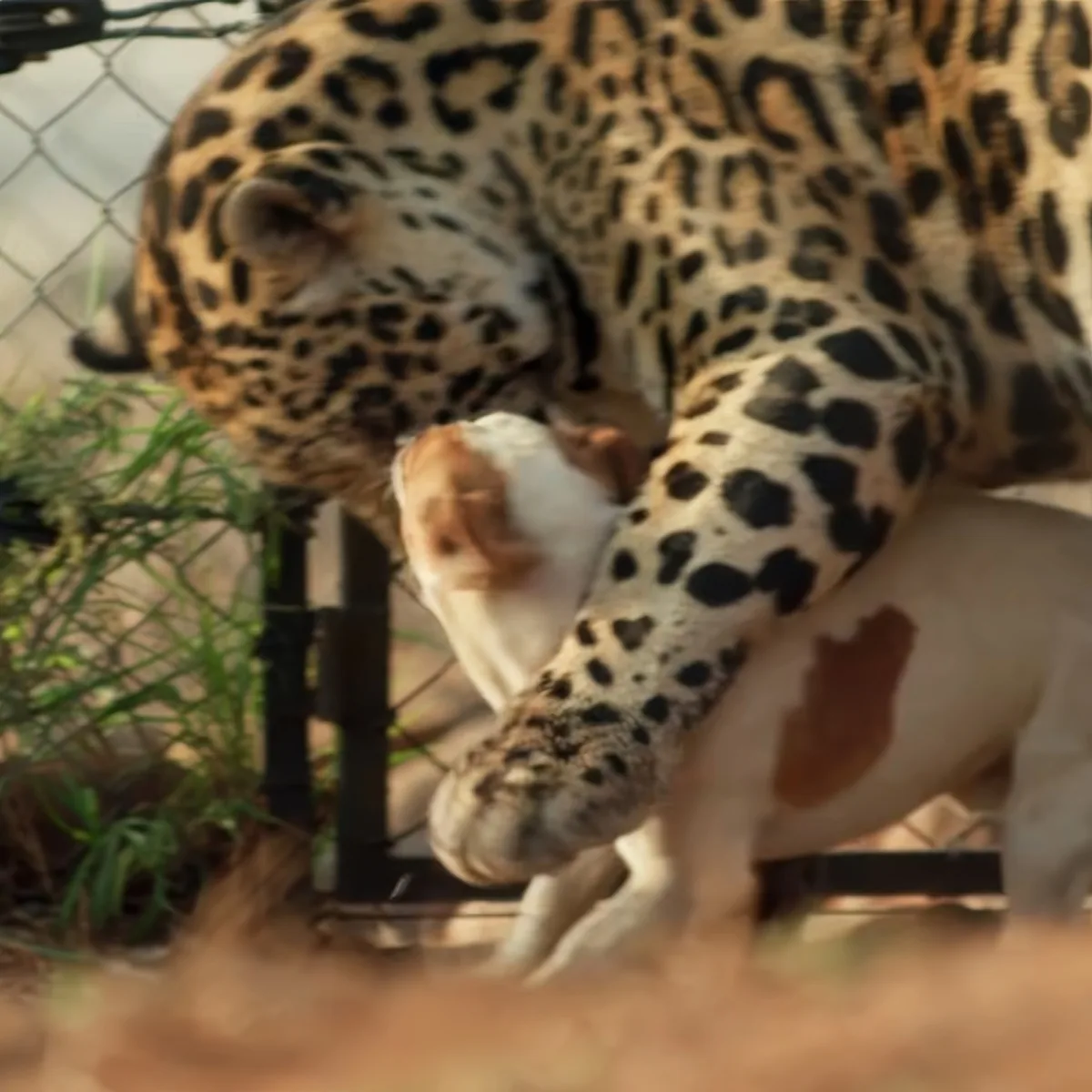 unusual animal relationships