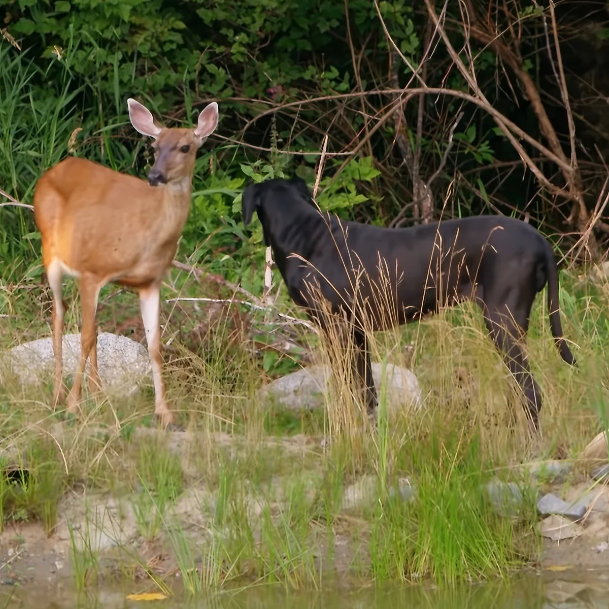 unusual animal relationships