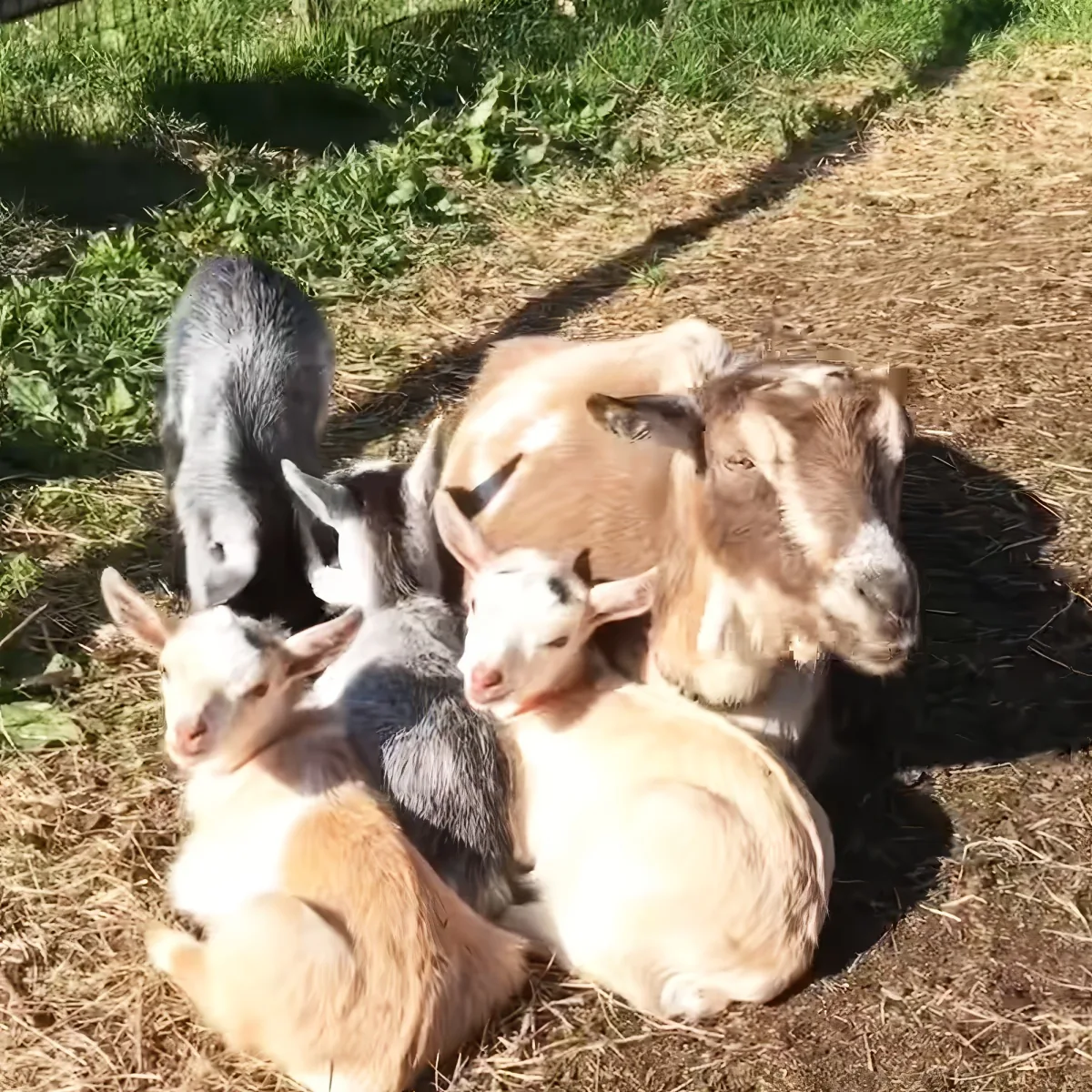 A group of goats, including a mother and her kids, are resting on the grass under the sun.