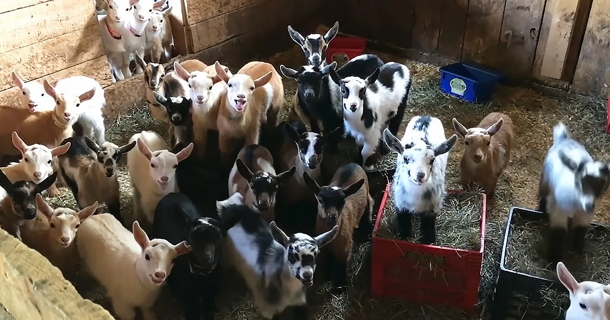 53 Baby Goats Make Farmers Laugh With Hilarious Morning Antics