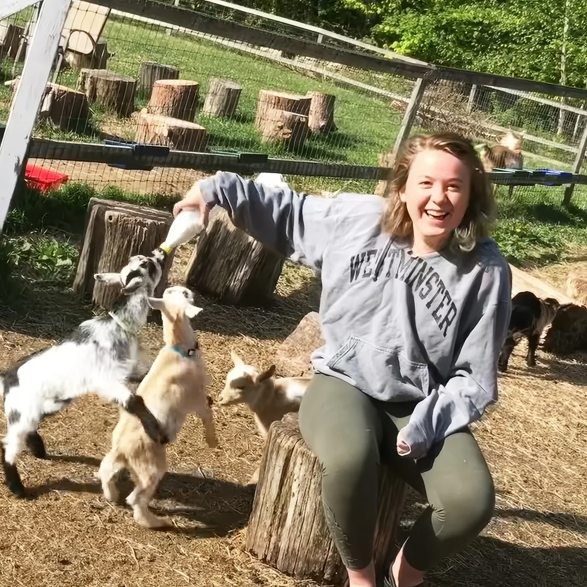 A person feeds baby goats with a bottle in a fenced outdoor area.