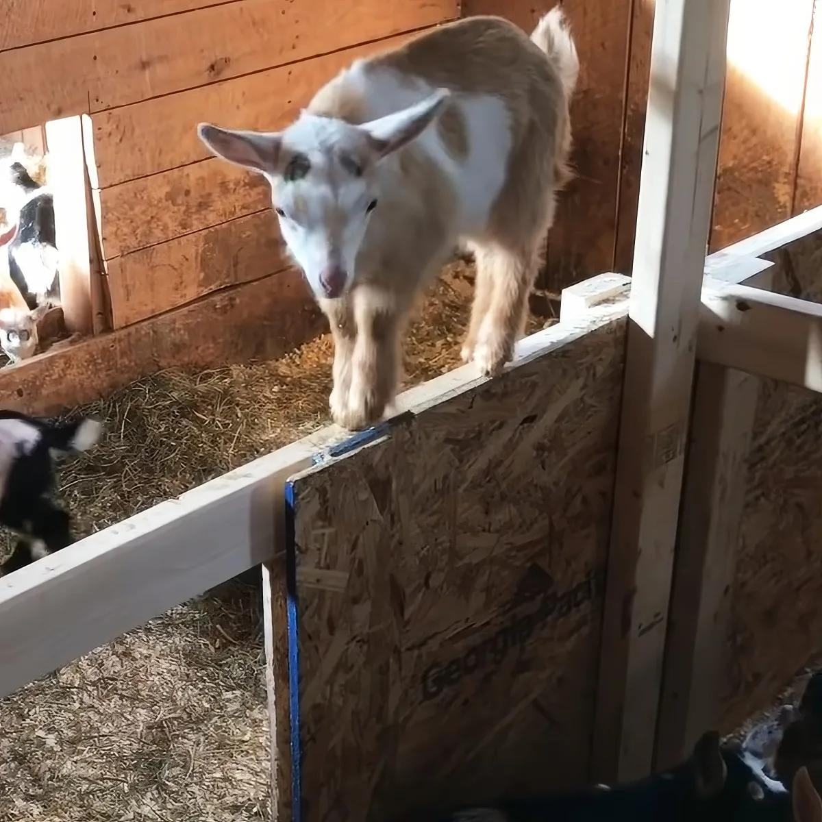A white and brown goat stands on a wooden fence in a barn, with hay and other goats in the background.