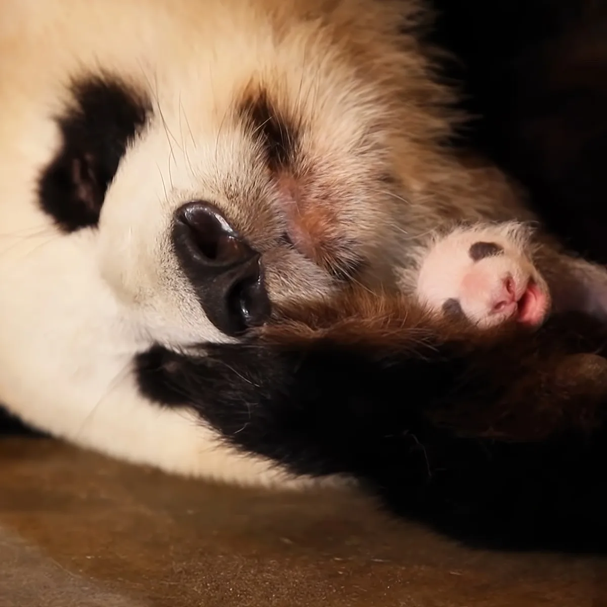 A panda bear is lying on its back, appearing relaxed with its paw resting on its chest.