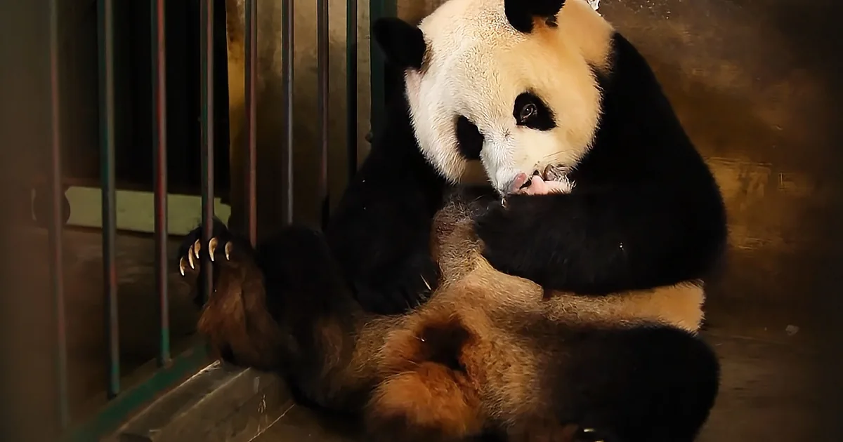 Panda Doesn''t Realize She''s Had Twins, Zoologist Comes up With Ingenious Solution
