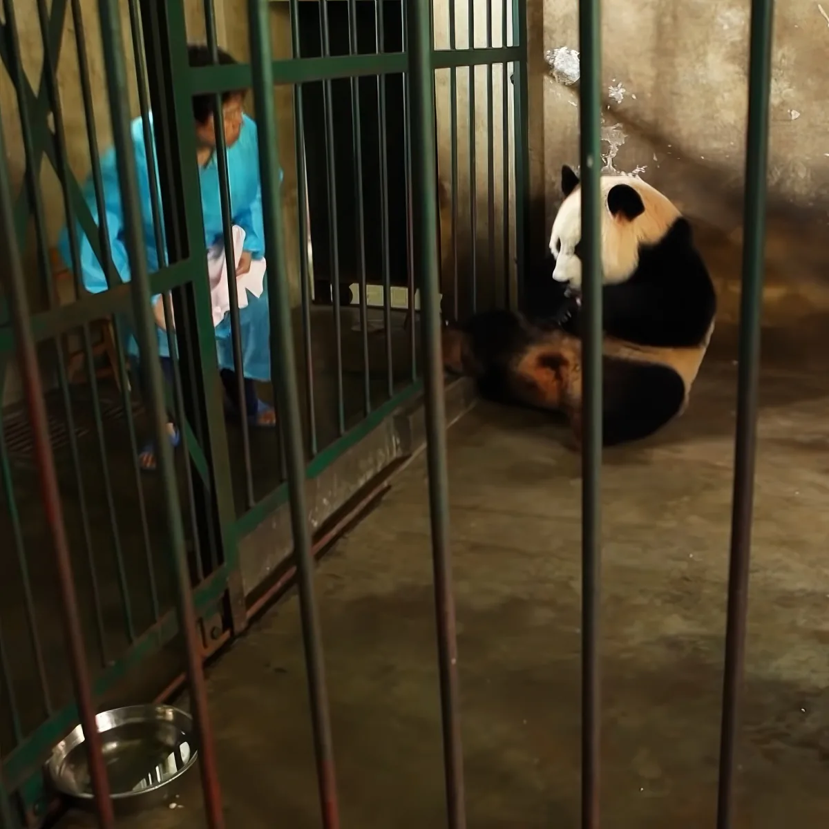 Panda and zoologist
