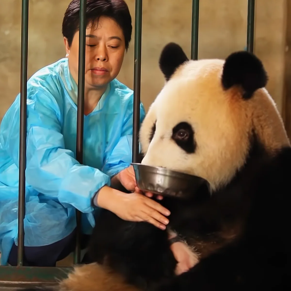 Panda and zoologist