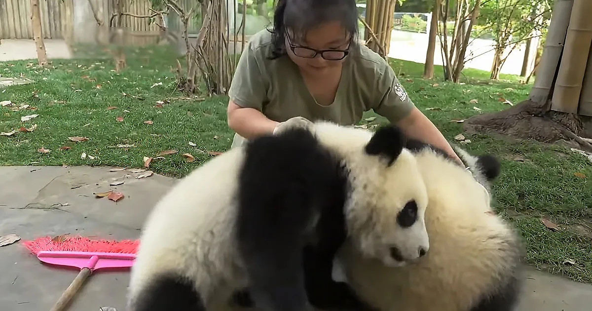 Nanny Has Her Hands Full With Adorable Panda Cubs