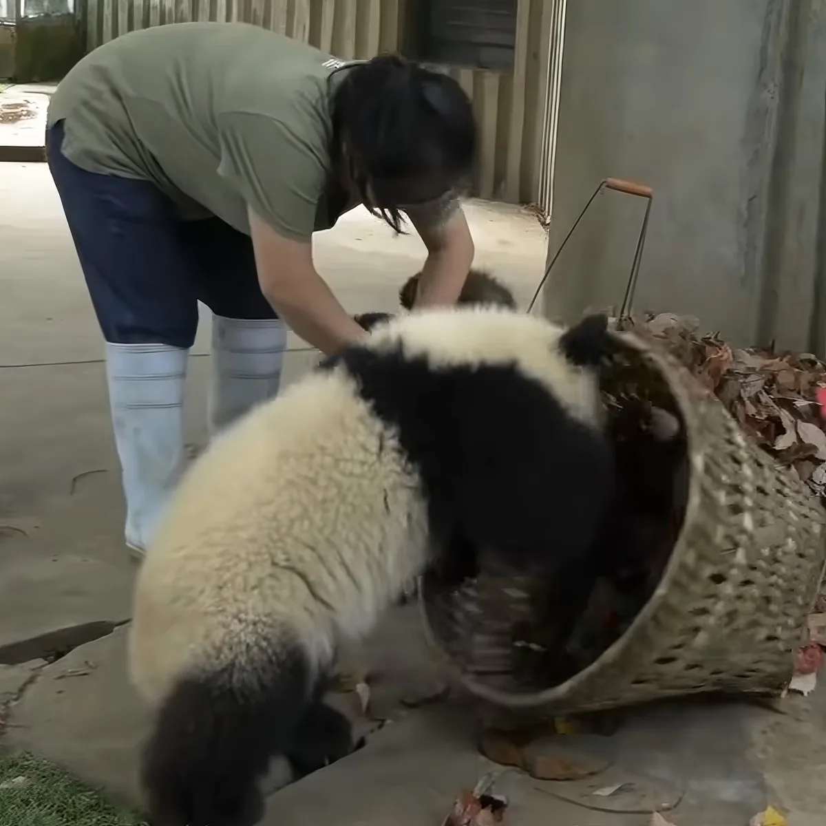 A panda bear is playfully interacting with a basket, while a person in a green shirt and blue pants bends down nearby.